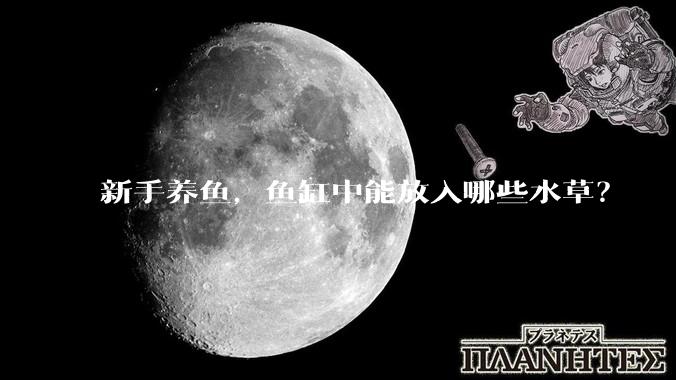 新手养鱼，鱼缸中能放入哪些水草？